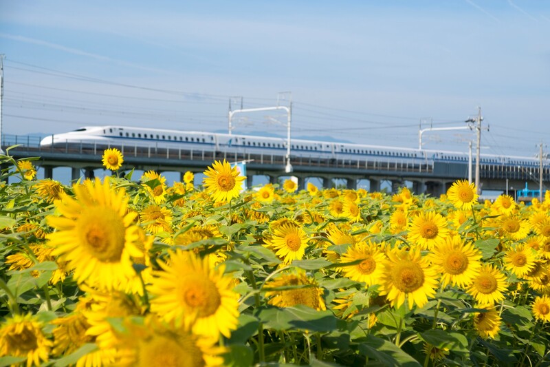 東海の絶景ひまわり畑おすすめ5選 <br/>人気から穴場まで！見頃も紹介2025