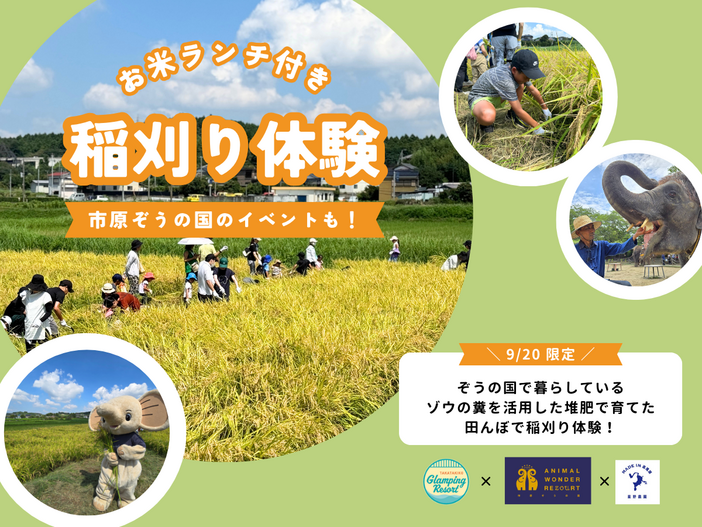 ゾウの堆肥で育てたお米の稲刈り体験