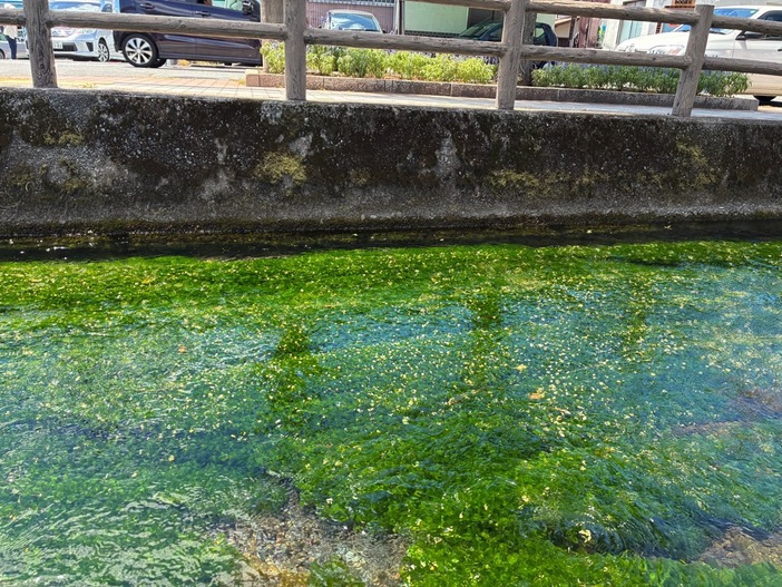 静岡県三島市　三島梅花藻開花情報（2025年8月4日更新）