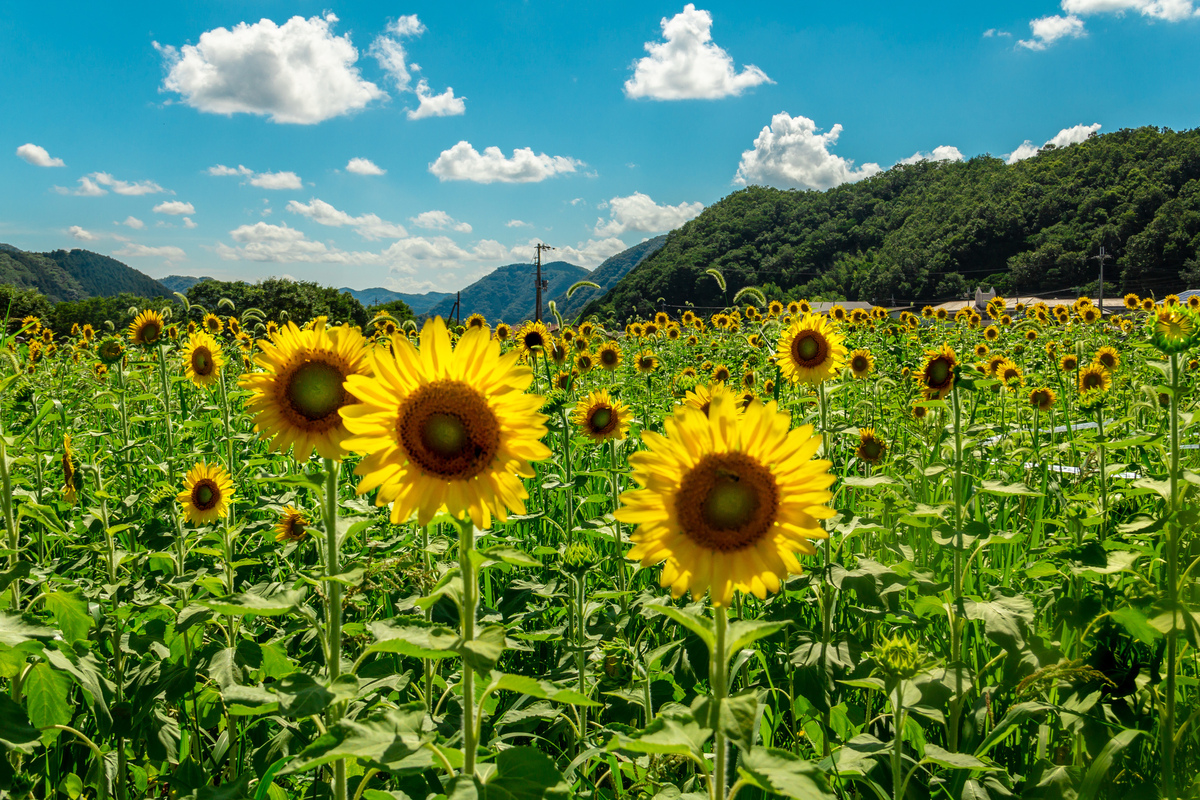 mitukiさま専用 黄昏のひまわり畑ほか　3点おまとめ ひまわり（Sunflower) - 『工房momo』
