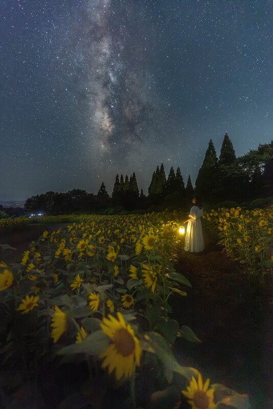 大分くじゅう花公園で特別な3日間<br/>5万本のひまわりをライトアップ！