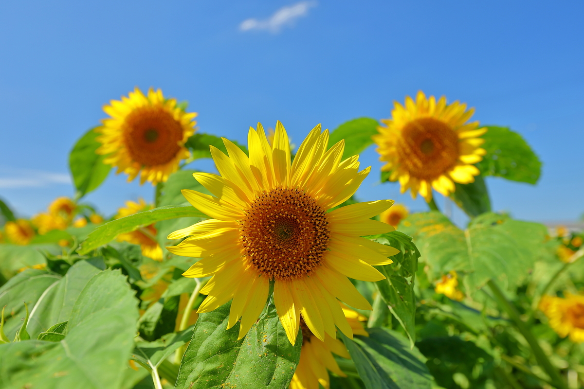 mitukiさま専用 黄昏のひまわり畑ほか　3点おまとめ 2025今が見頃も！埼玉ひまわり畑 絶景名所と穴場6選＆イベント