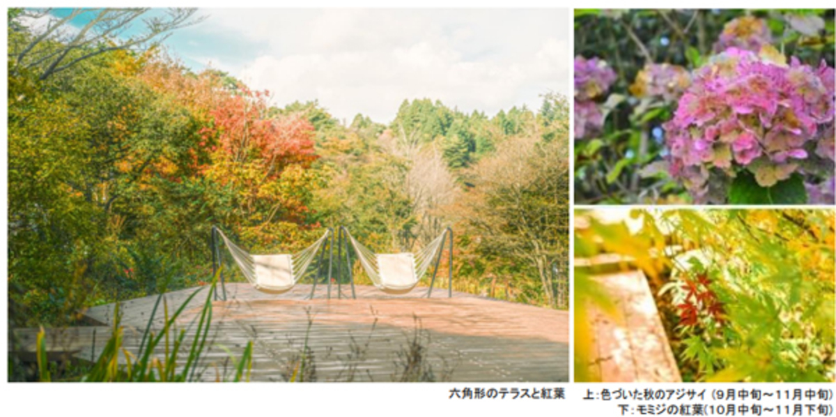 ぷうあ「紫陽花りリース~虹」「森のひと時~紅葉の中で」 SIKIガーデンAutumn Season（2025） | 秋のアジサイと紅葉を楽し