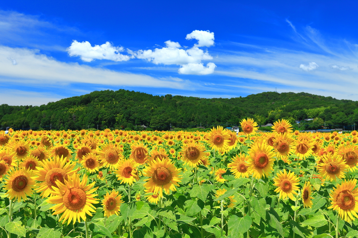 large_益子町上山地区の向日葵畑