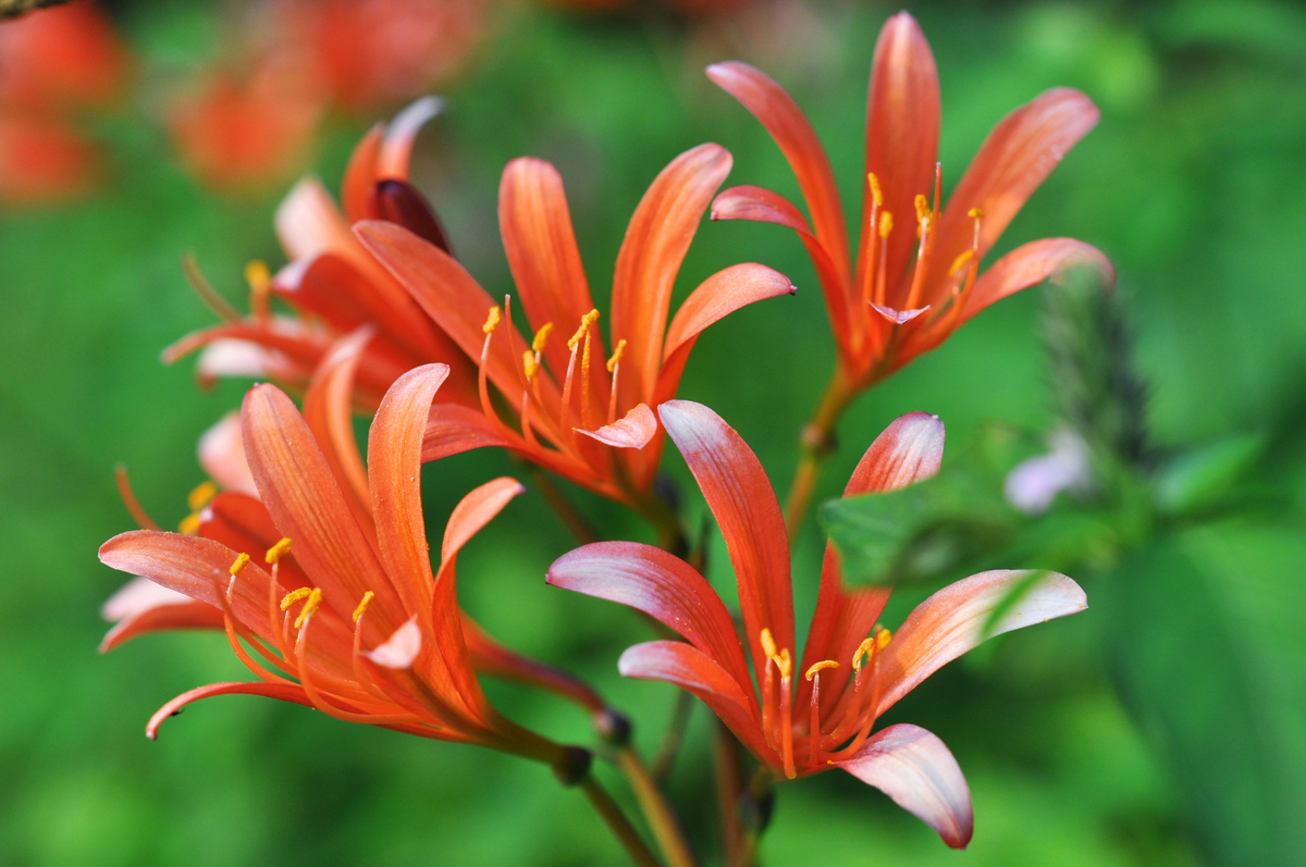 ぶ*釜様 レア！キツネノカミソリ・ふさふさ超多弁花「九尾の狐」、開花球根1球鉢植 ぶ*釜様 レア！キツネノカミソリ・ふさふさ超多弁花「九尾の狐」、開花