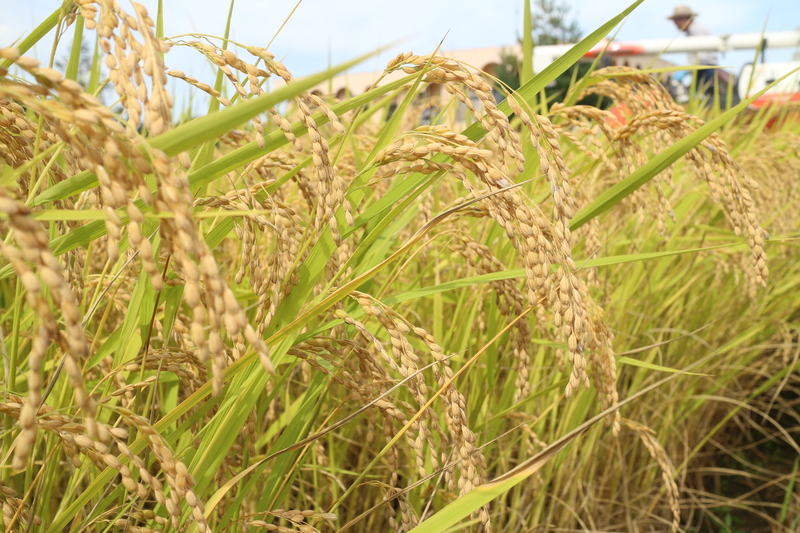 日帰りプランもOK＆食事も楽しめる<br/>南魚沼産コシヒカリ稲刈り体験開催