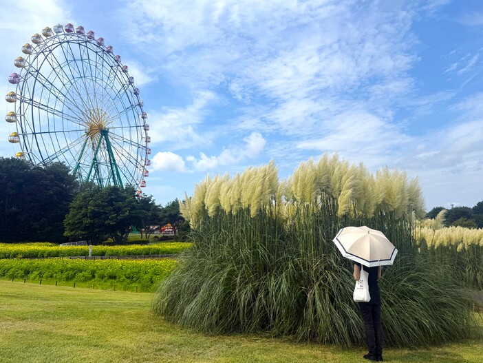 巨大なお化けススキが風にそよぐ<br/>秋を感じるパンパスグラスが見頃