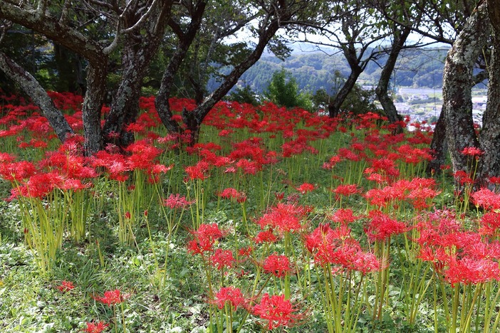 城山公園　彼岸花ウィーク2025