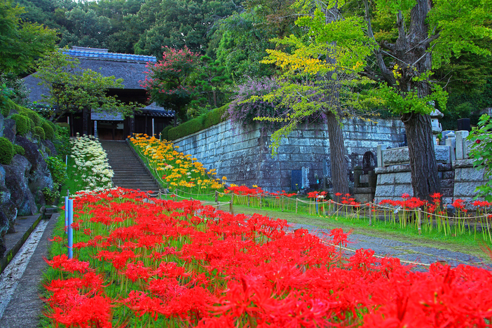 【2025神奈川】まだ間に合う＆今が見頃のところも！美しすぎる赤い絨毯が広がる秋の絶景「彼岸花」名所4選