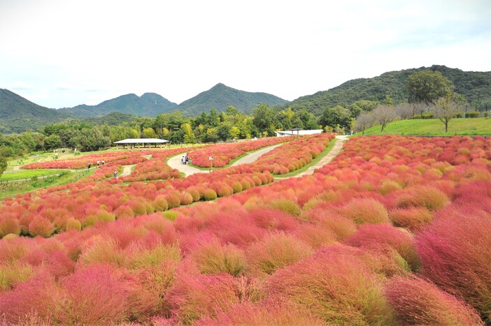 国営讃岐まんのう公園「秋！色どりフェスタ2025」