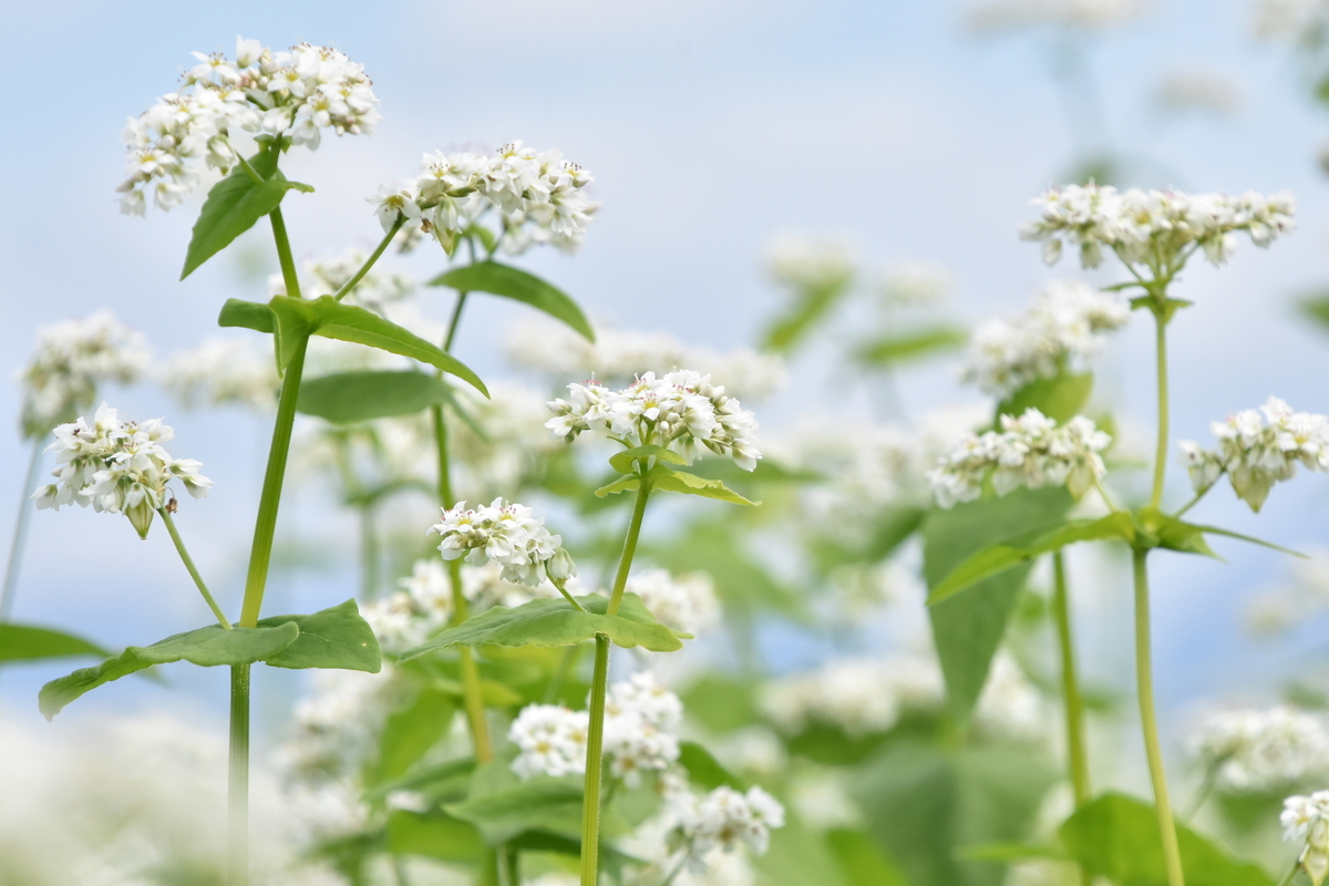 蕎麦 花