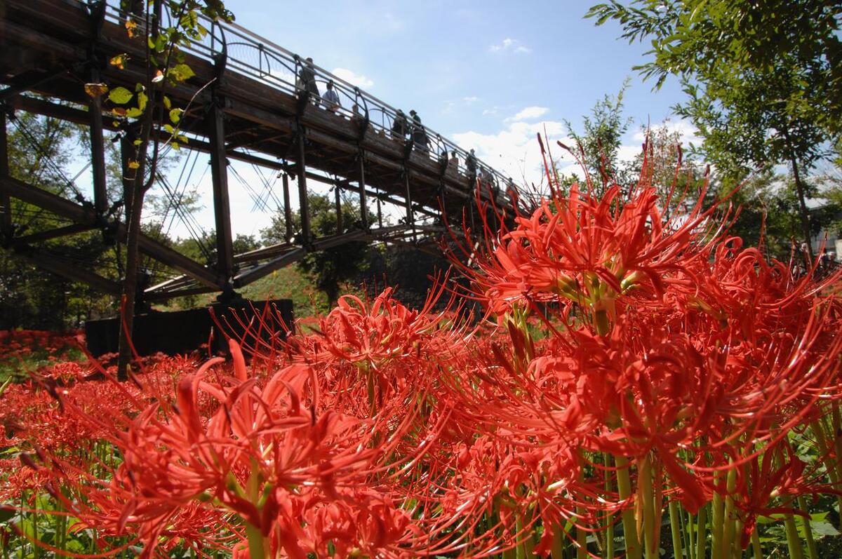 巾着田曼珠沙華まつり（2025） | 500万本の曼珠沙華（彼岸花）絶景