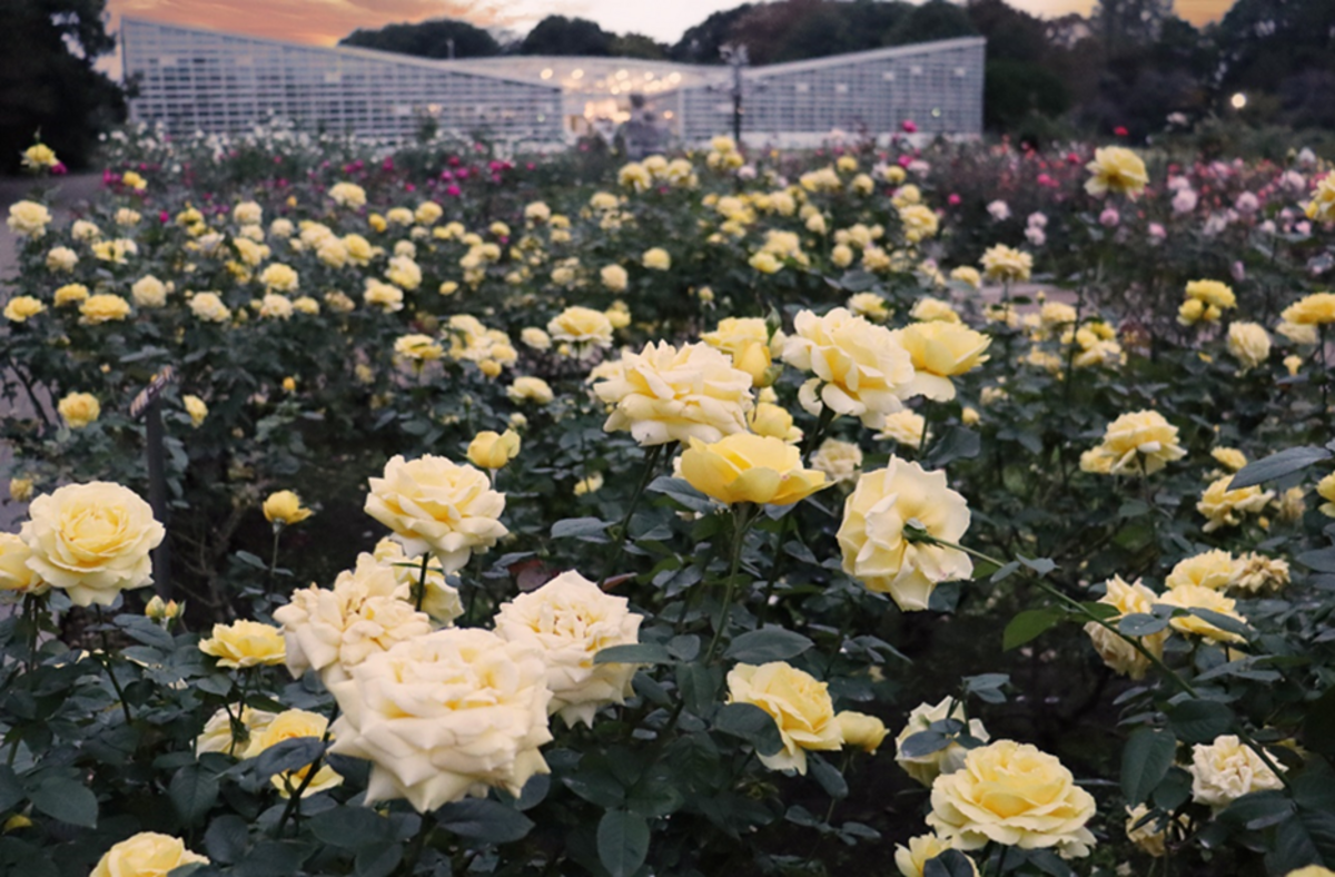 神代植物公園 秋のバラフェスタ（2025年）