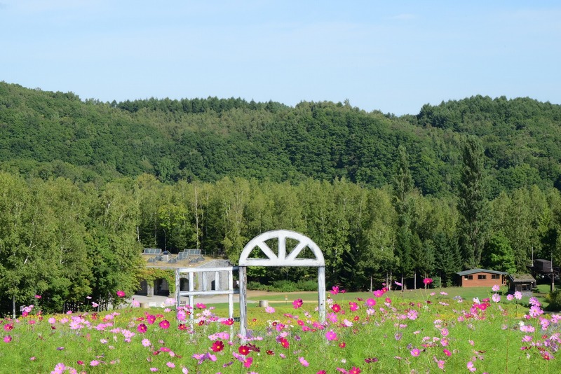 札幌市の滝野すずらん丘陵公園に<br/>70万本のコスモス＆緑のコキア！