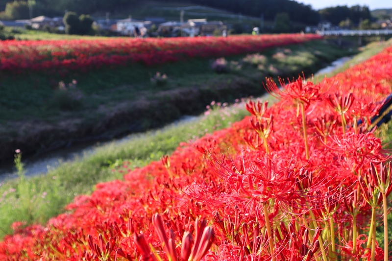【2025茨城】今が見頃！美しすぎる赤い絨毯が広がる秋の絶景「彼岸花」名所4選