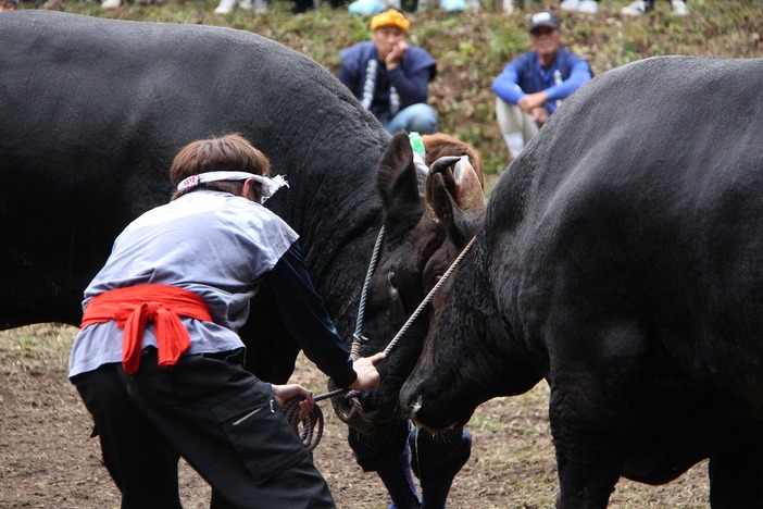一夜嶽牛突き大会（2025年）