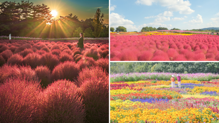 コキアとコスモスの丘