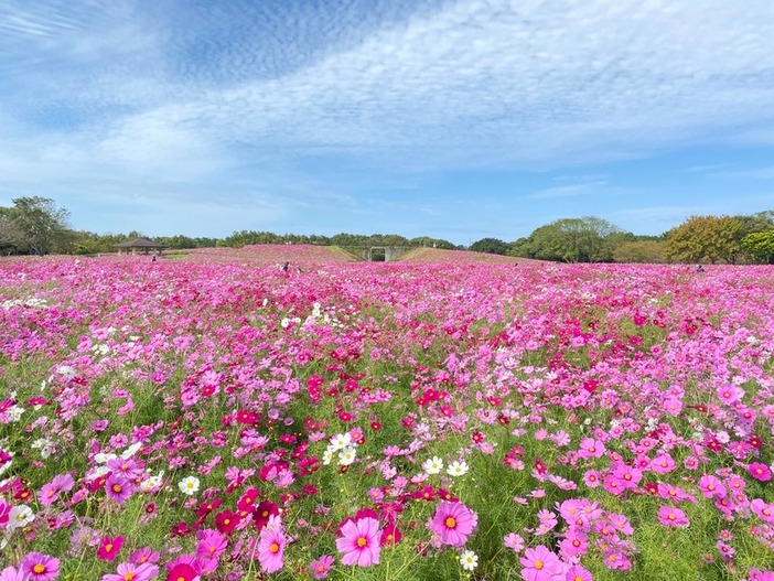【全国】秋の絶景「コスモス畑」18選！2025見頃やイベント情報も紹介