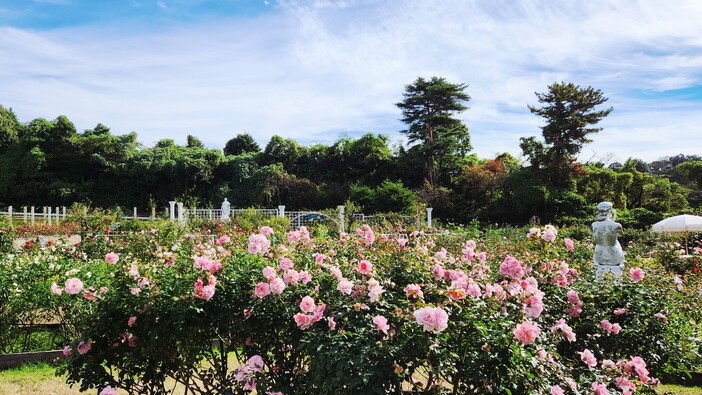 「生田緑地ばら苑」秋の一般開放（2025年）