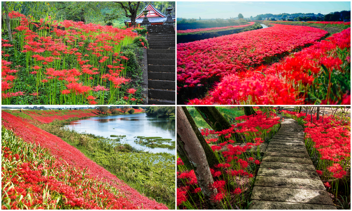 large_FotoJet_-_2025-09-