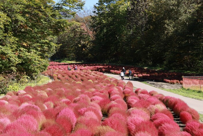 たんばらコキアガーデン