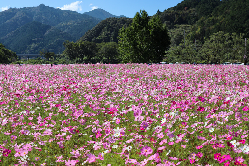 150万本の「コスモス」が咲き誇る秋の絶景！巨大コスモス迷路＆秋の花火＆グルメを満喫