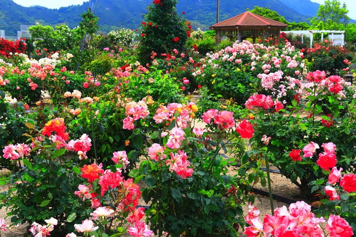 【2025四国&中国】秋バラが見頃!絶景バラ園と穴場10選 春バラとの違いは?入園無料&イベント多数