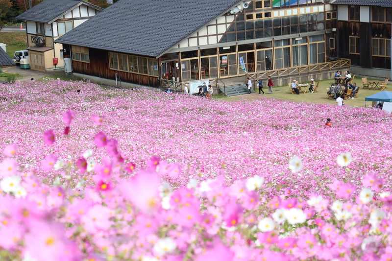 富山県砺波市で100万本のコスモス絶景！　花畑迷路やリフトで空中散歩も楽しめる