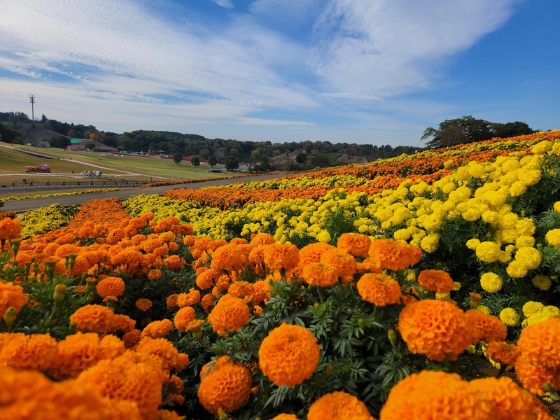 日本一11万株のマリーゴールド畑が登場！　千葉県袖ケ浦市の東京ドイツ村で見頃
