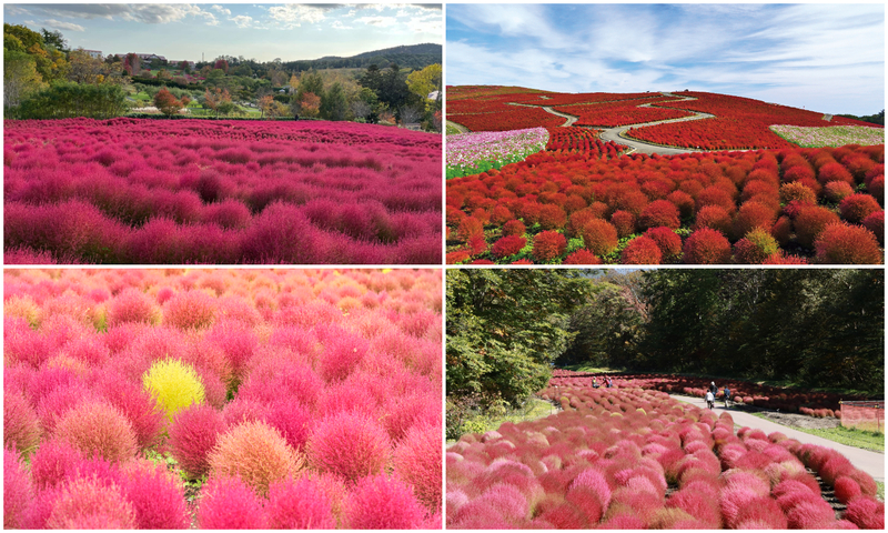 【2025全国】真っ赤に染まるもふもふ絨毯！秋の絶景「紅葉コキア名所」17選　見頃＆イベント情報も