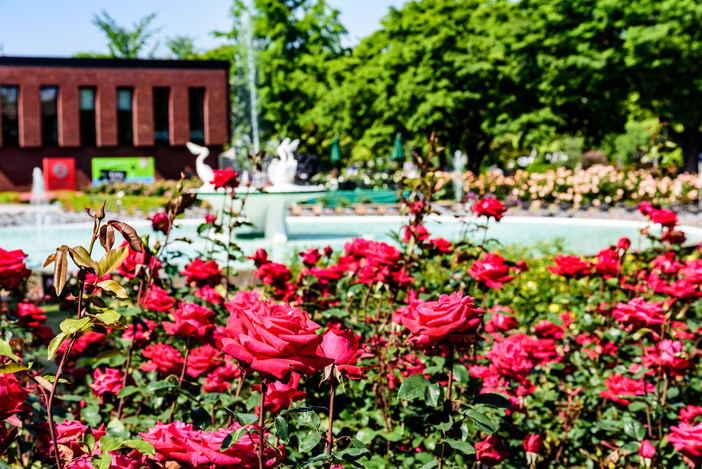 【2025最新】福岡でいよいよ見頃!秋バラが絶景のバラ園・名所と穴場6選 春バラとの違い&イベントも