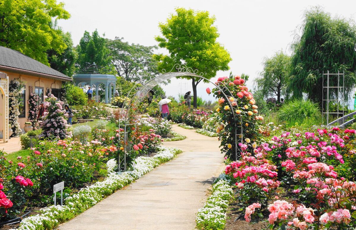 2025最新】滋賀でいよいよ見頃！秋バラが絶景のバラ園・名所と穴場3選