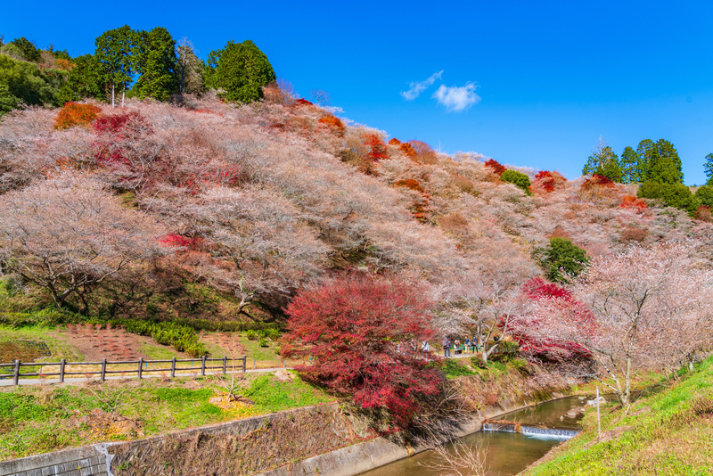 【2025最新】“冬桜”って知ってる？紅葉✕桜の絶景も！全国の名所5選＆イベント情報