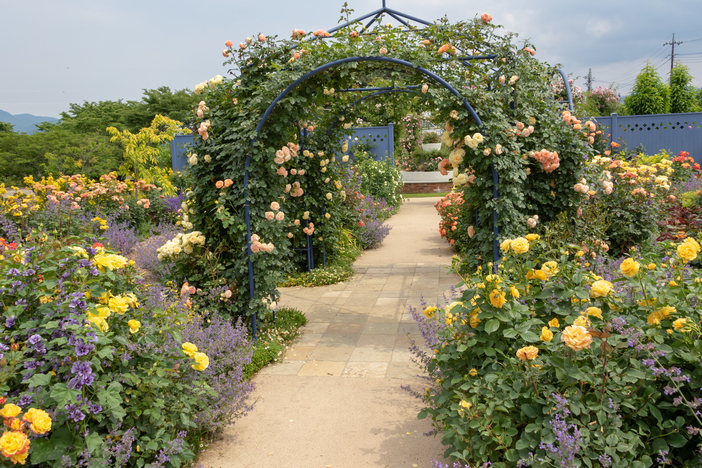 【2025最新】群馬でいよいよ見頃!秋バラが絶景のバラ園・名所と穴場4選 春バラとの違い&イベントも