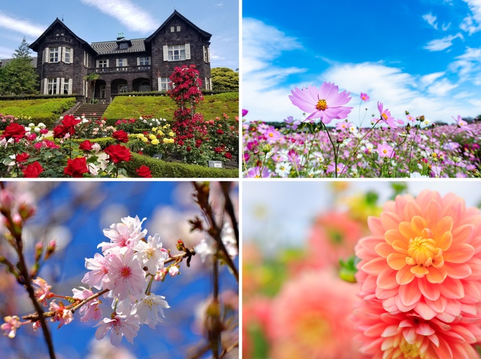 【2025関東】秋の絶景フラワースポット17選 今が見頃も!コスモス・十月桜・ダリア名所&イベント情報