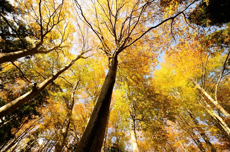 長野県飯山市でブナの黄葉を満喫！なべくらてくてくフェスタ2025開催