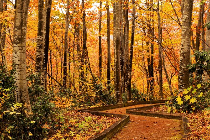 親子で楽しむ秋の魚沼市！標高差で長く楽しめる紅葉スポット5選