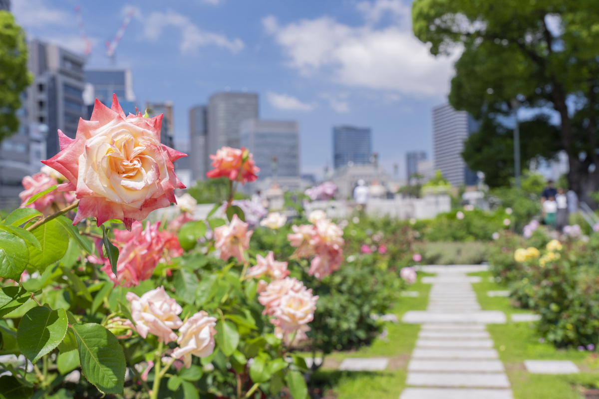 2025最新】関西でいよいよ見頃！秋バラが絶景のバラ園・名所と穴場18選