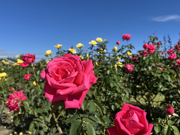新潟県長岡市の世界認定ばら園で秋バラとコスモスが見頃！　ハロウィン装飾も