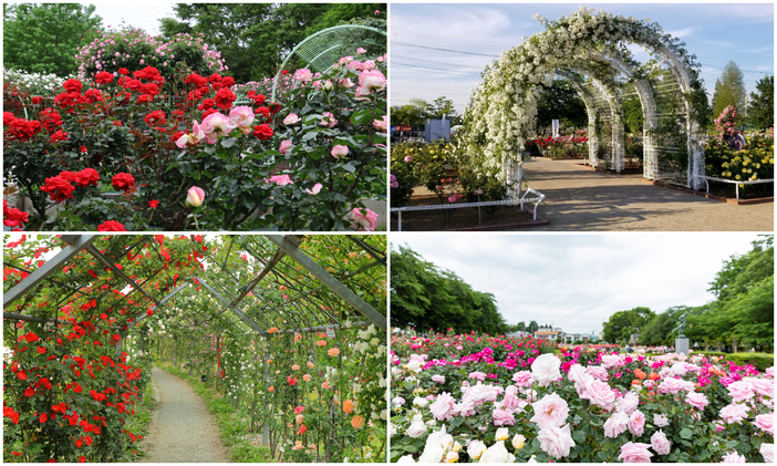 【2025最新】埼玉でいよいよ見頃!秋バラが絶景のバラ園人気・名所・穴場9選 入場無料スポット多数!